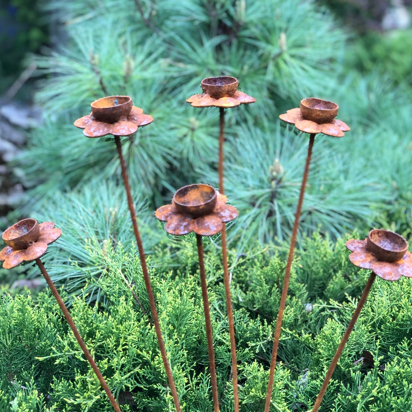 Set of 6 rusty daffodil flowers, a narcissus head garden decoration, metal garden decor, metal yard art, outdoor metal decor.