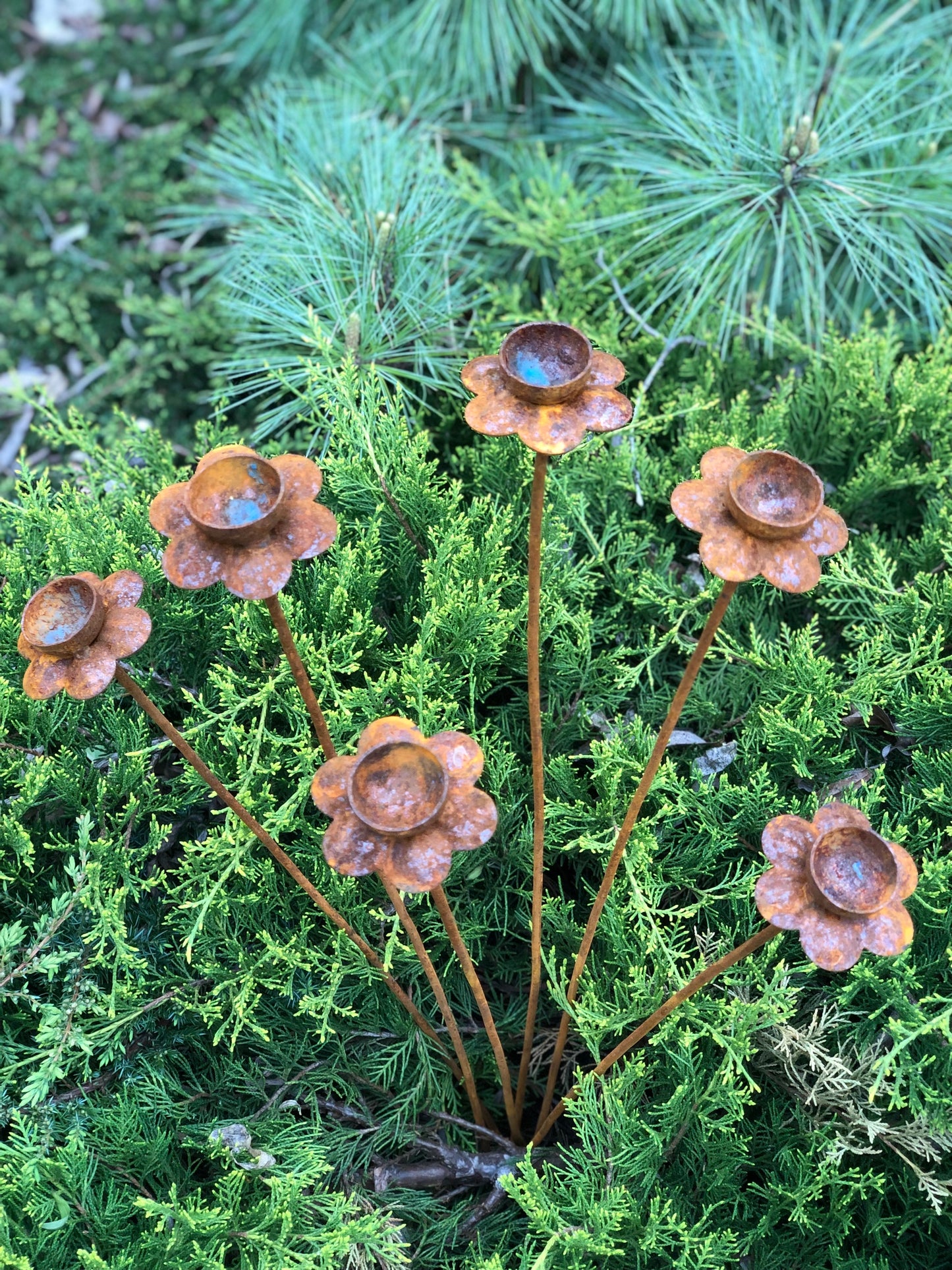 Set of 6 rusty daffodil flowers, a narcissus head garden decoration, metal garden decor, metal yard art, outdoor metal decor.