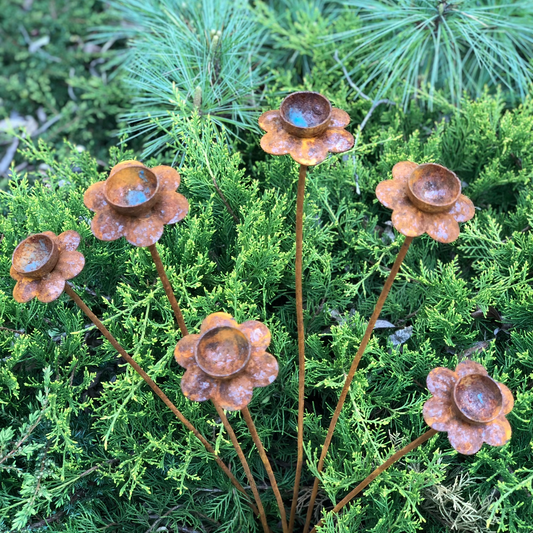 Set of 6 rusty daffodil flowers, a narcissus head garden decoration, metal garden decor, metal yard art, outdoor metal decor.