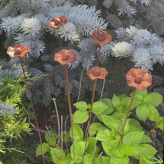 Rusty flowers set of 6, Poppy flowers garden stakes, Metal garden decor, metal yard art, outdoor metal decor, Rusty metal garden decor