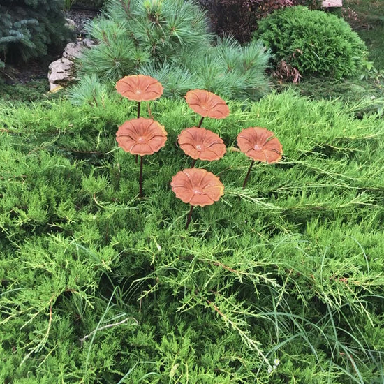 This Rusty metal garden art of 6 beautiful rusty metal flowers will place decorative accent in the garden compositions and landscape, create an atmosphere of romance and coziness in your home.