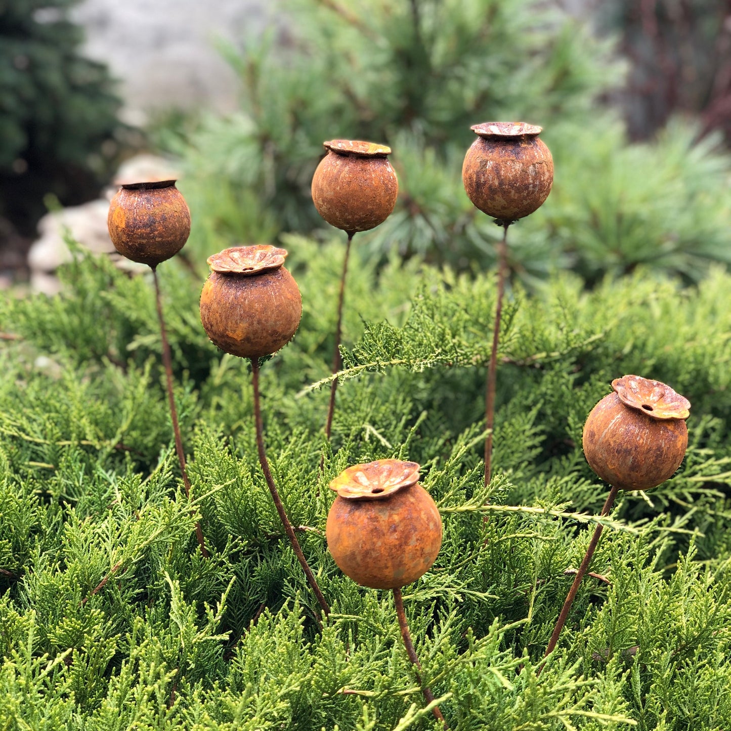 Poppy seeds head garden decor, Rusty flowers set of 6, Metal garden decor, metal yard art, outdoor metal decor, Rusty metal garden decor