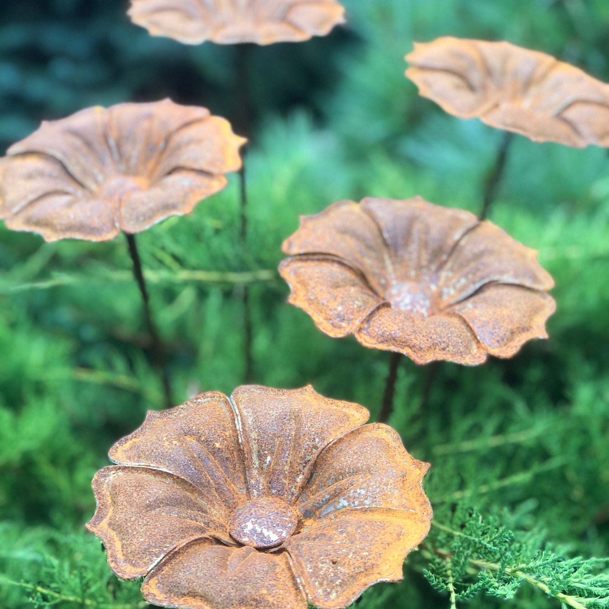 This Rusty metal garden art of 6 beautiful rusty metal flowers will place decorative accent in the garden compositions and landscape, create an atmosphere of romance and coziness in your home.