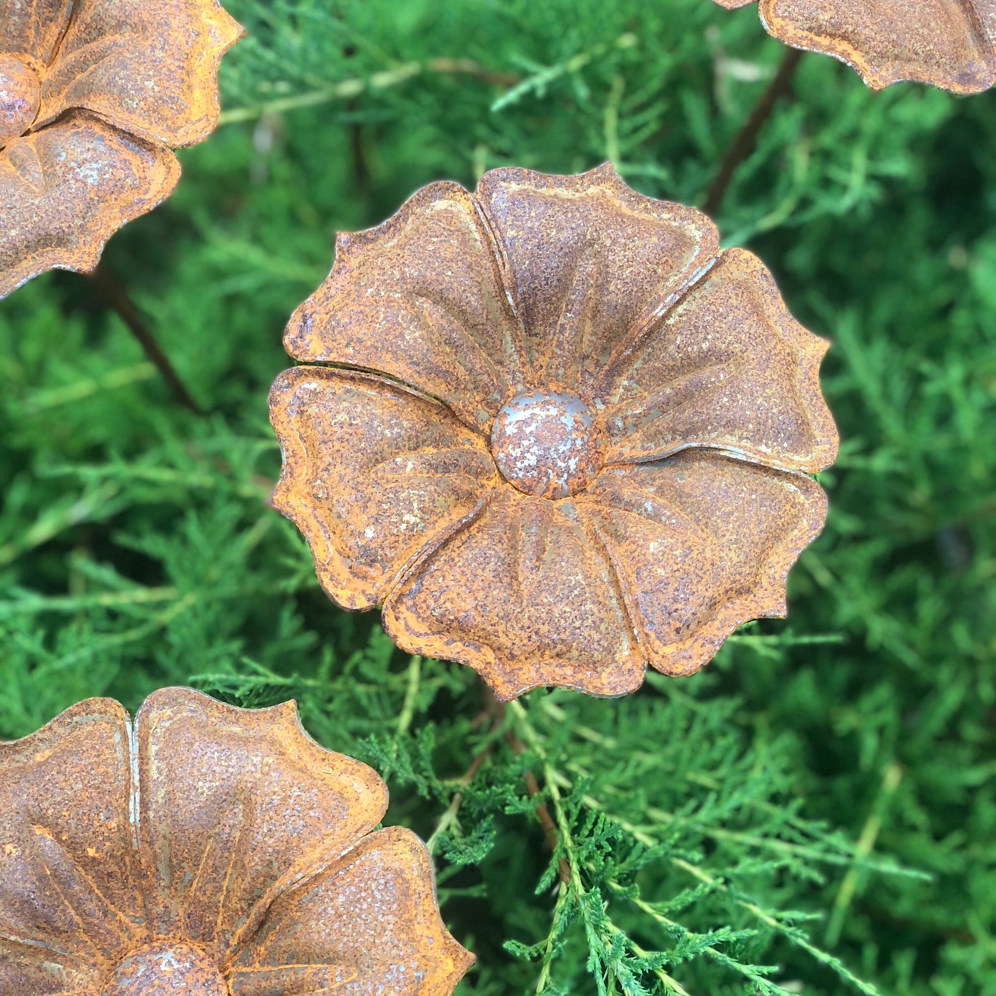 This Rusty metal garden art of 6 beautiful rusty metal flowers will place decorative accent in the garden compositions and landscape, create an atmosphere of romance and coziness in your home.